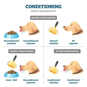 Pavlovs dogs experiment. 