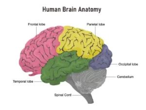 Brain lobes anatomy.